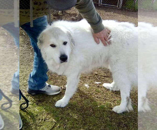 Medium Photo #4 Great Pyrenees Puppy For Sale in Spring, TX, USA