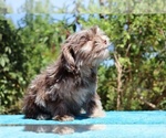Small #14 ShihPoo