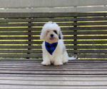 Small Photo #1 Cavapoo Puppy For Sale in CAMPBELLSVILLE, KY, USA