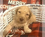 Small Photo #11 Goldendoodle Puppy For Sale in FRANKLINTON, LA, USA