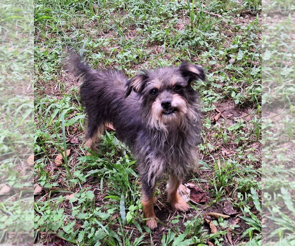 Medium Photo #1 Mutt Puppy For Sale in Missouri City, TX, USA