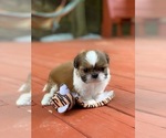 Small Photo #2 Shih Tzu Puppy For Sale in BUFORD, GA, USA