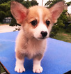 Small Photo #5 Pembroke Welsh Corgi Puppy For Sale in SAN FRANCISCO, CA, USA