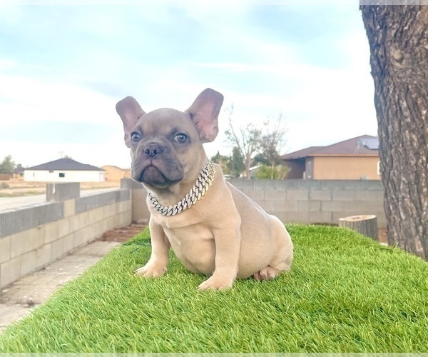Medium Photo #14 French Bulldog Puppy For Sale in VIRGINIA BEACH, VA, USA