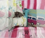 Small #7 French Bulldog