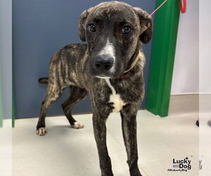Javier - Male Mutt Dog for Adoption - Photo #3