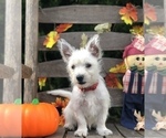 Small Photo #5 West Highland White Terrier Puppy For Sale in MALVERN, AR, USA