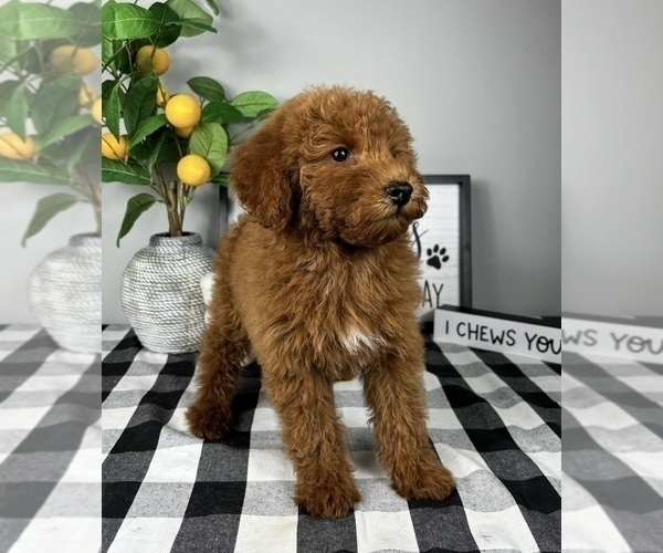 Medium Photo #2 Goldendoodle (Miniature) Puppy For Sale in FRANKLIN, IN, USA