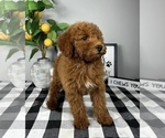 Small #1 Goldendoodle (Miniature)