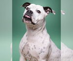 Small #2 American Pit Bull Terrier Mix