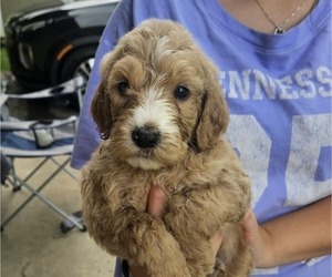 Medium Goldendoodle