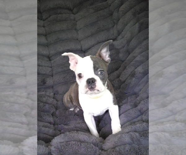 Medium Photo #3 Boston Terrier Puppy For Sale in MINERAL WELLS, WV, USA