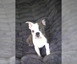 Small #2 Boston Terrier