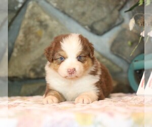 Australian Shepherd Puppy for sale in WESTFIELD, MA, USA