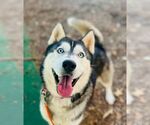 Small #1 Siberian Husky