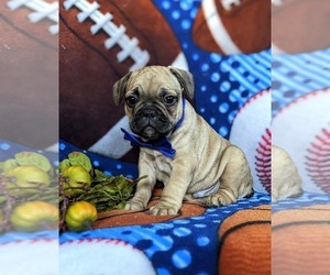 French Bulldog Puppy for sale in PARADISE, PA, USA