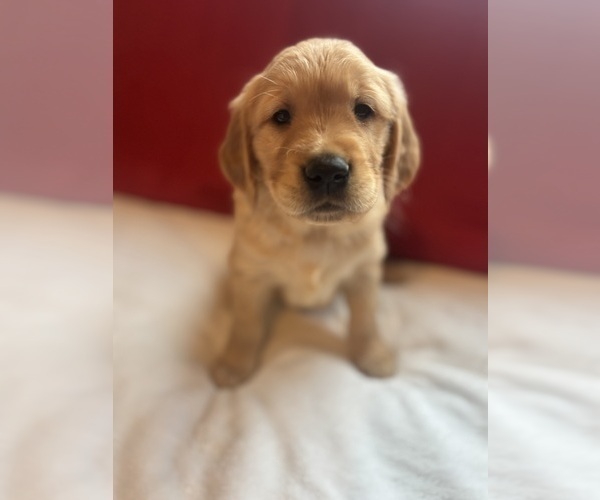 Medium Photo #2 Golden Retriever Puppy For Sale in CERES, CA, USA