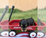 Small #2 Dachshund