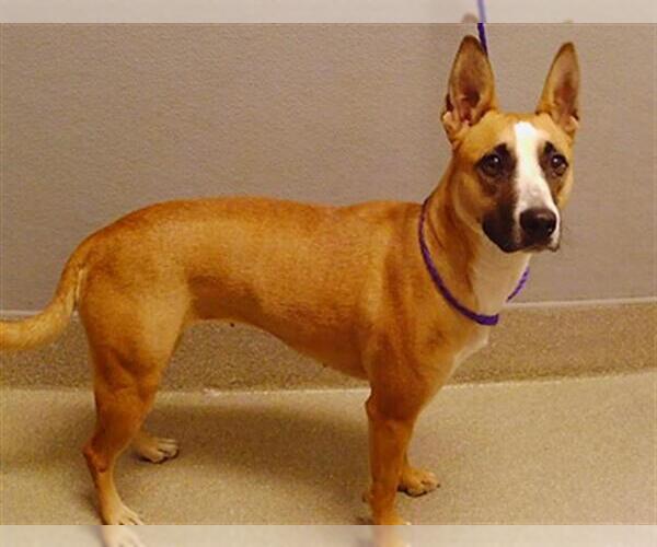 Medium Photo #1 Mutt Puppy For Sale in Las Vegas, NV, USA