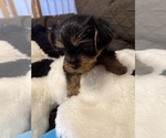 Small Photo #28 Yorkshire Terrier Puppy For Sale in ORLANDO, FL, USA