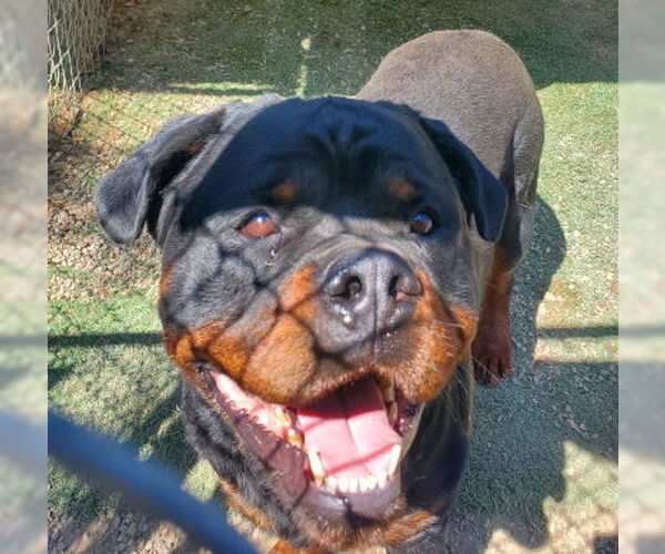 Medium Photo #3 Rottweiler-Unknown Mix Puppy For Sale in Ventura, CA, USA