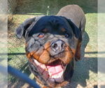 Small #2 Rottweiler Mix