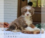 Small #3 Bernedoodle (Miniature)