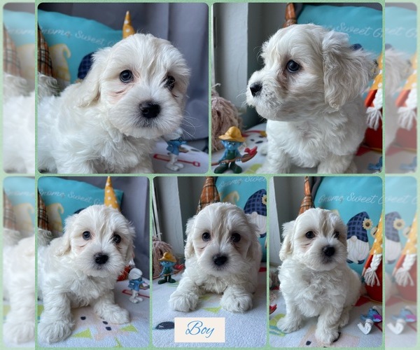 Medium Photo #4 Maltipoo Puppy For Sale in PALMDALE, CA, USA