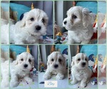 Small Photo #4 Maltipoo Puppy For Sale in PALMDALE, CA, USA