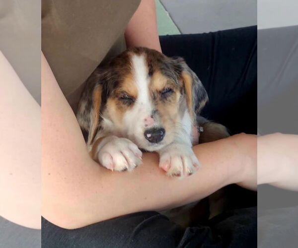 Medium Photo #6 Catahoula Leopard Dog Puppy For Sale in GILBERTS, IL, USA