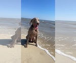 Small Photo #1 Weimaraner Puppy For Sale in TALKING ROCK, GA, USA