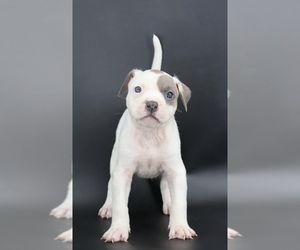 American Bully Puppy for sale in CHAMPAIGN, IL, USA