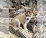 Small #3 Pomsky