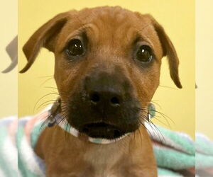 Mutt Dogs for adoption in Jefferson, WI, USA