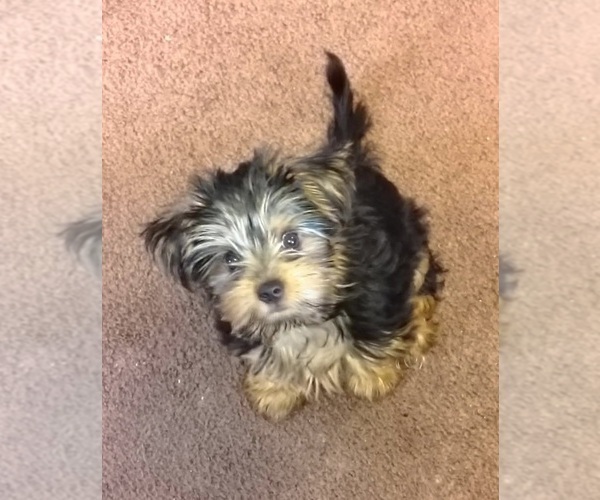 Medium Photo #96 Yorkshire Terrier Puppy For Sale in AKRON, OH, USA