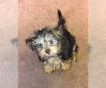 Small Photo #96 Yorkshire Terrier Puppy For Sale in AKRON, OH, USA