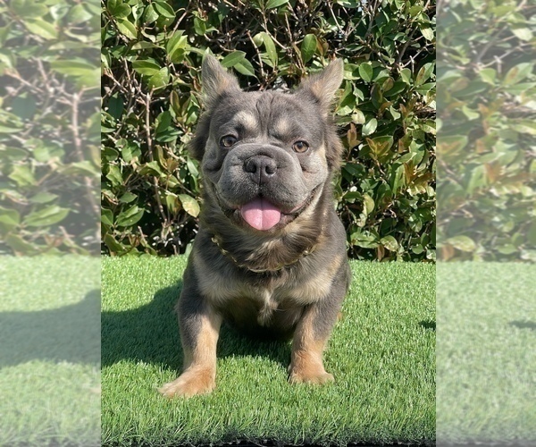 Medium Photo #1 French Bulldog Puppy For Sale in SAN FRANCISCO, CA, USA