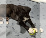 Small #3 Catahoula Leopard Dog-Labrador Retriever Mix