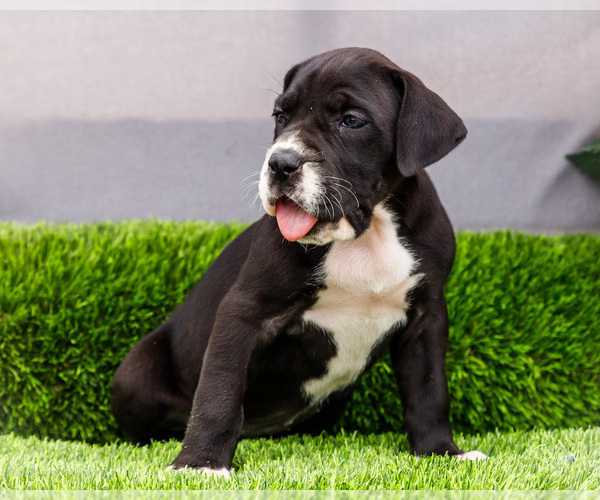 Medium Photo #154 Great Dane Puppy For Sale in WAKARUSA, IN, USA