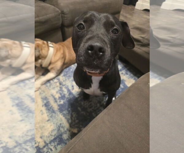 Medium Photo #1 American Staffordshire Terrier-Unknown Mix Puppy For Sale in Rosenberg, TX, USA