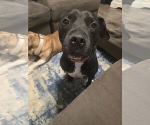 American Staffordshire Terrier-Unknown Mix Dogs for adoption in Rosenberg, TX, USA