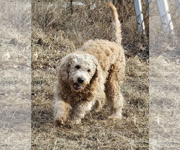 Medium Photo #3 Golden Retriever Puppy For Sale in Pottstown, PA, USA