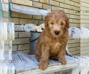 Goldendoodle Puppy for sale in FROSTPROOF, FL, USA