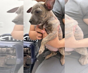 American Staffordshire Terrier-Unknown Mix Dogs for adoption in Holly Springs, NC, USA