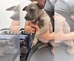 S'mores (Camping Litter) - Female American Staffordshire Terrier-Unknown Mix Dog for Adoption - Small photo