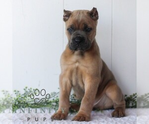Cane Corso Puppy for sale in HONEY BROOK, PA, USA