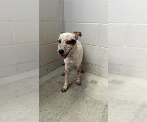 Mutt Dogs for adoption in Rosenberg, TX, USA