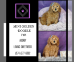 Small #3 Goldendoodle (Miniature)