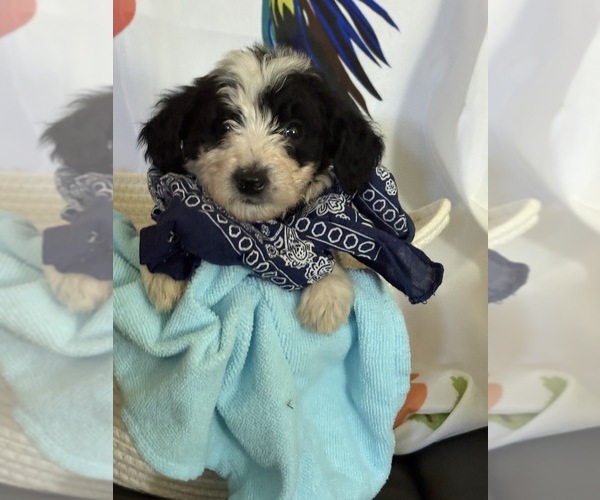 Medium Photo #7 Bordoodle Puppy For Sale in PORTLAND, TN, USA