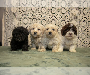 Poodle (Miniature) Litter for sale in SHILOH, OH, USA